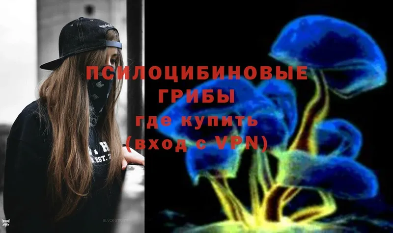 Псилоцибиновые грибы Psilocybine cubensis  Волосово 